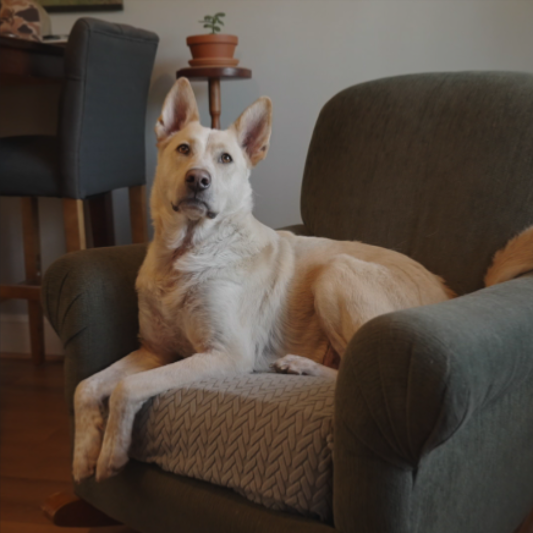 Extra long couch top covers for dogs